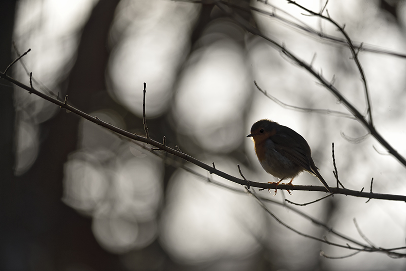 _DSC0783_DxO.jpg