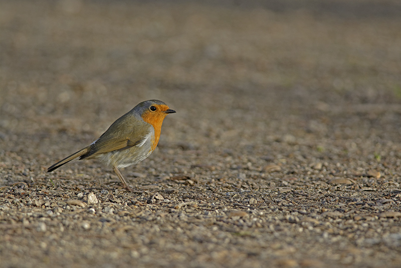 _DSC0156_DxO.jpg