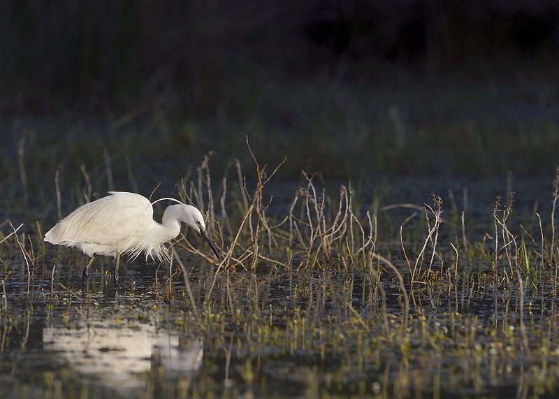 Aigrette garz_114.jpg