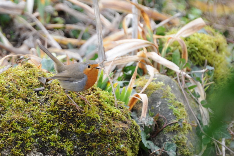 DSC_2296 A.jpg
