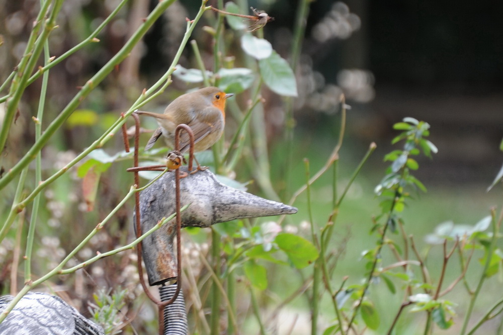 DSC_2461 A.jpg