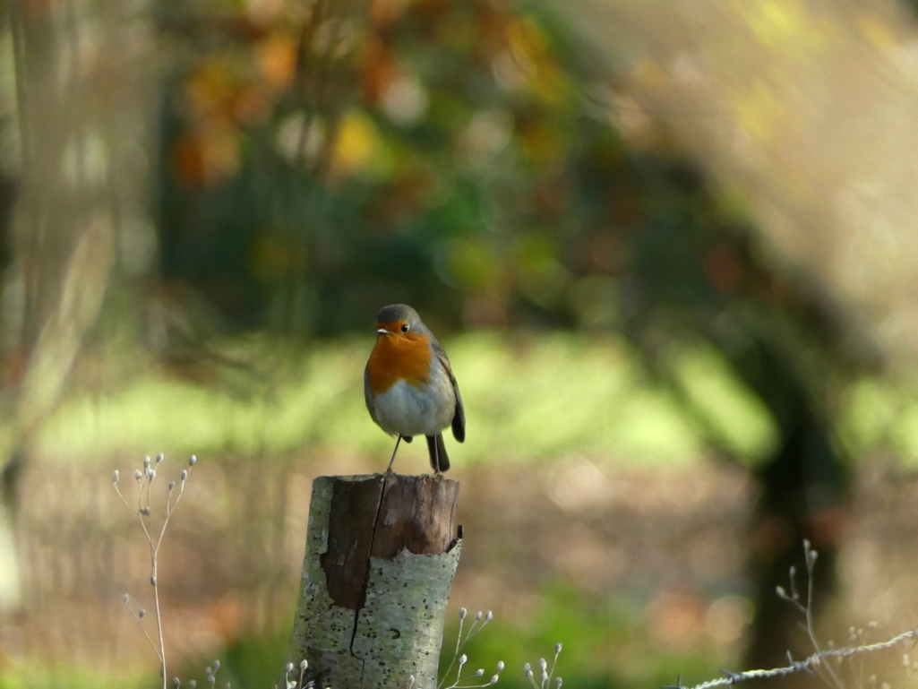 P1440120-1.jpg