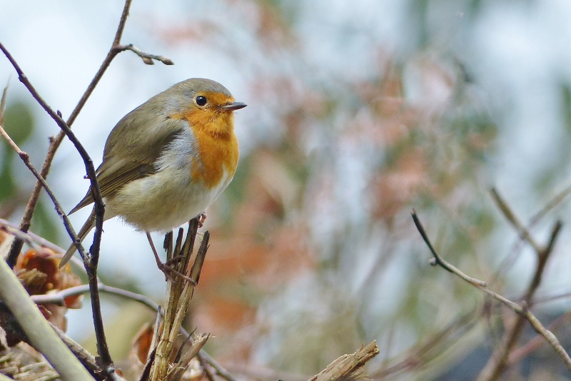 Rouge gorge 1 (800 x 534).jpg