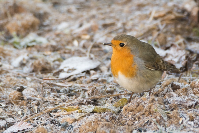 Rouge gorge 2 (640 x 427).jpg