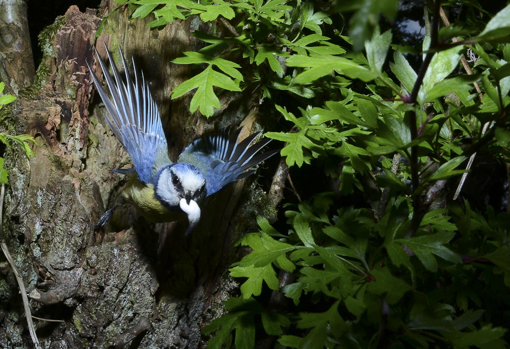 mesange bleue au nid-5.JPG