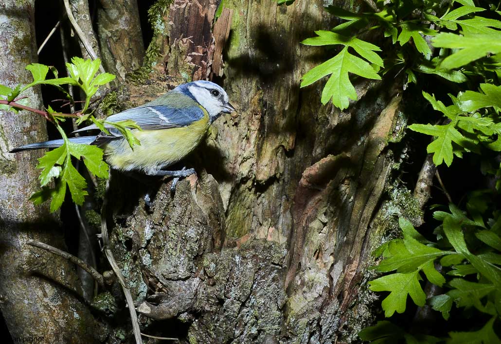 mesange bleue au nid-6.JPG