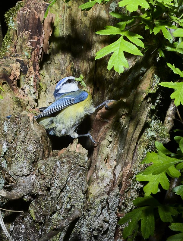mesange bleue au nid-7.JPG