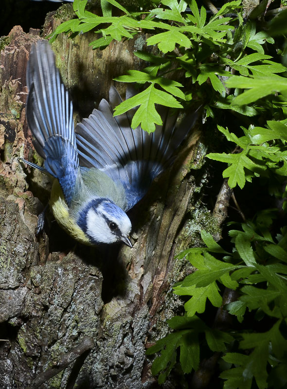 mesange bleue au nid-8.JPG