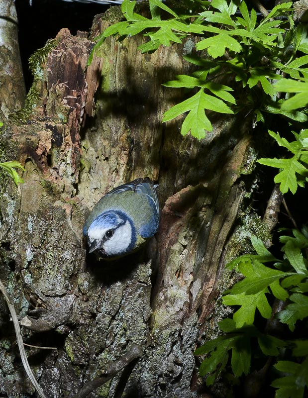 mesange bleue au nid-9.JPG