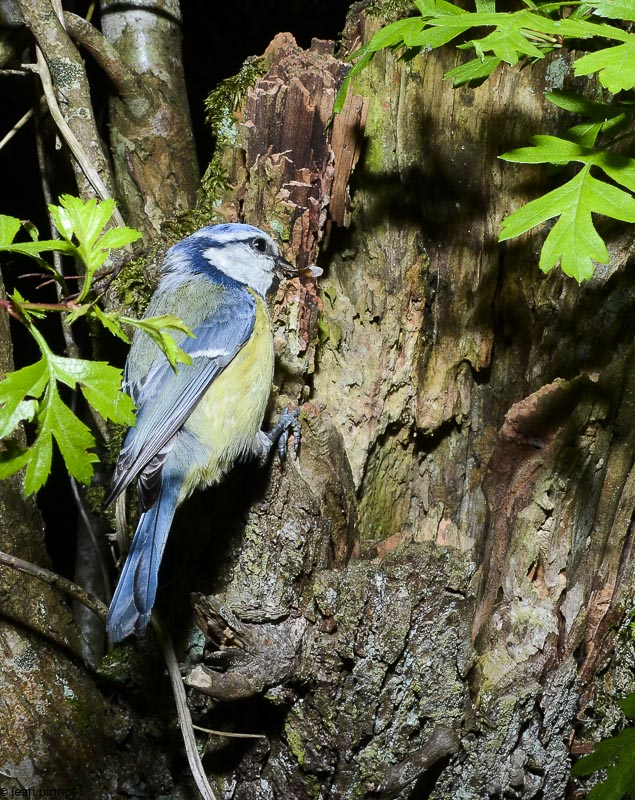 mesange bleue au nid-10.JPG