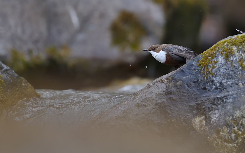 DS5_9793.jpg