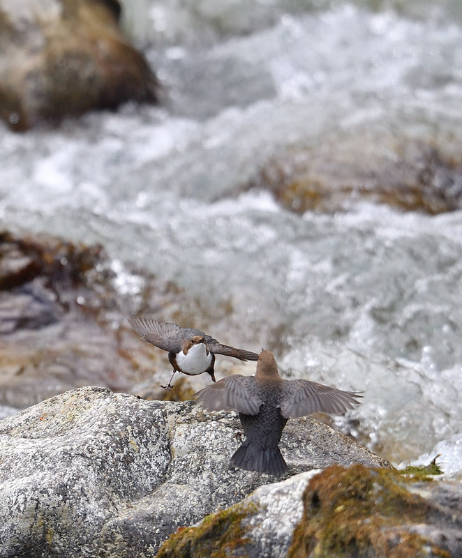 -DS5_9263.jpg
