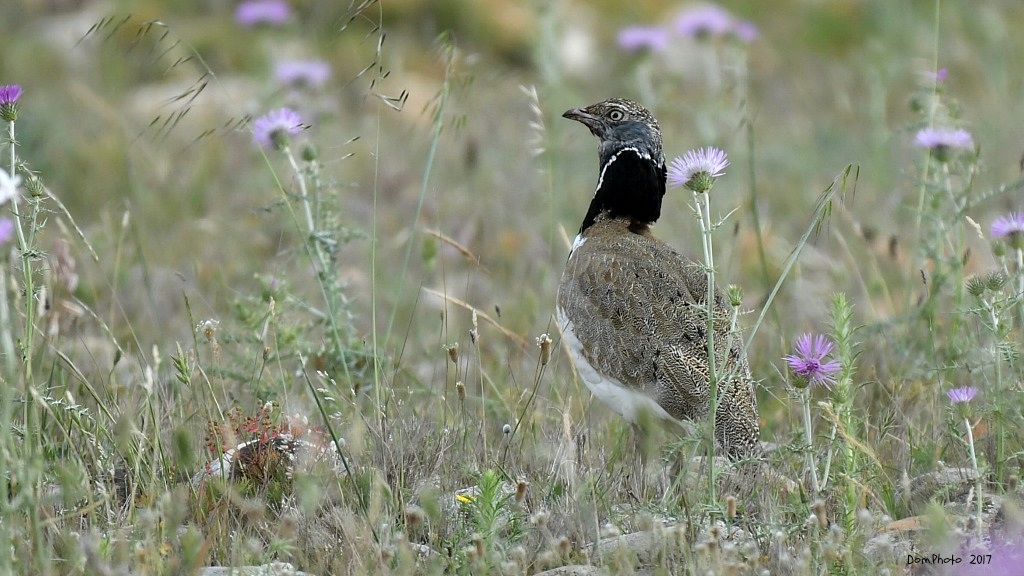 DSC_1583 IN2.jpg