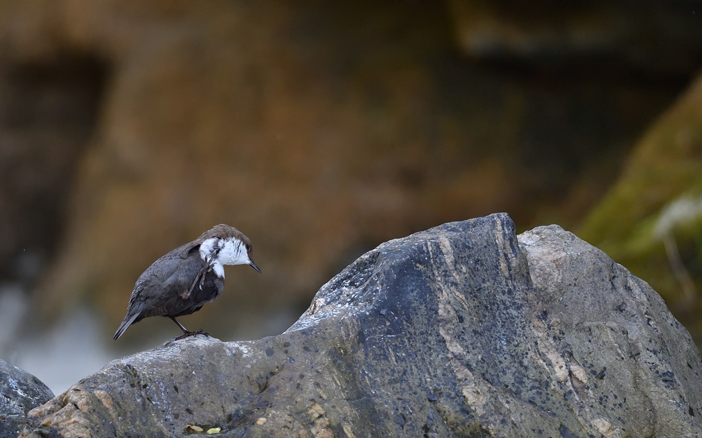 DS5_1066.jpg