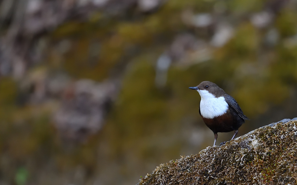 DS5_1165.jpg