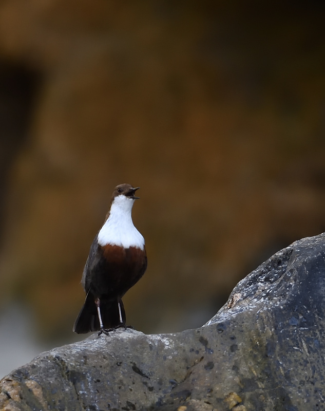 DS5_1205.jpg