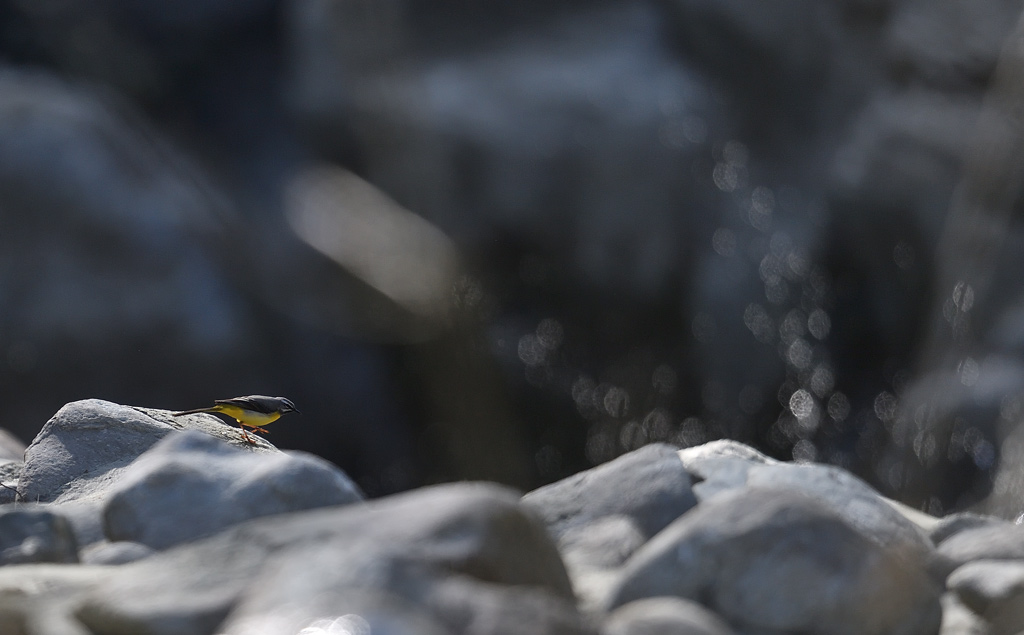 DS5_1223.jpg