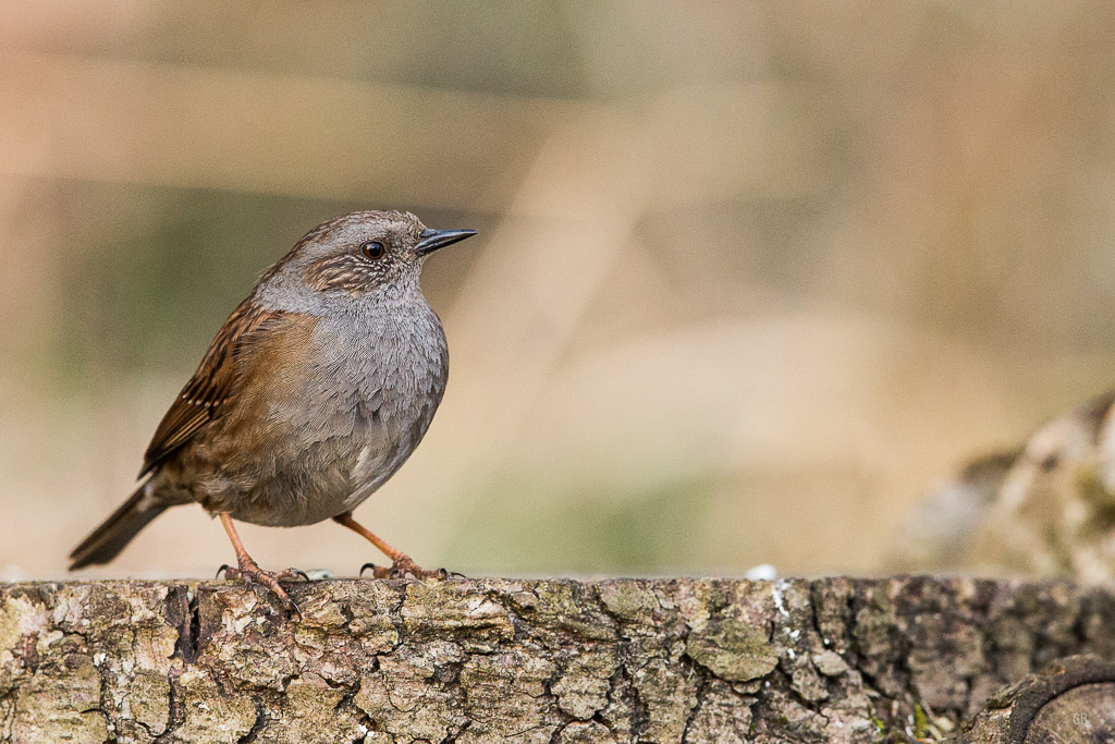 Accenteur Mouchet (Prunella modularis) (1).jpg