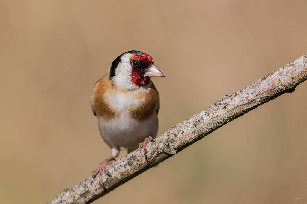 Chardonneret Elégant (Carduelis carduelis) (1).jpg
