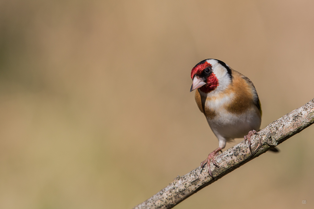 Chardonneret Elégant (Carduelis carduelis) (2).jpg