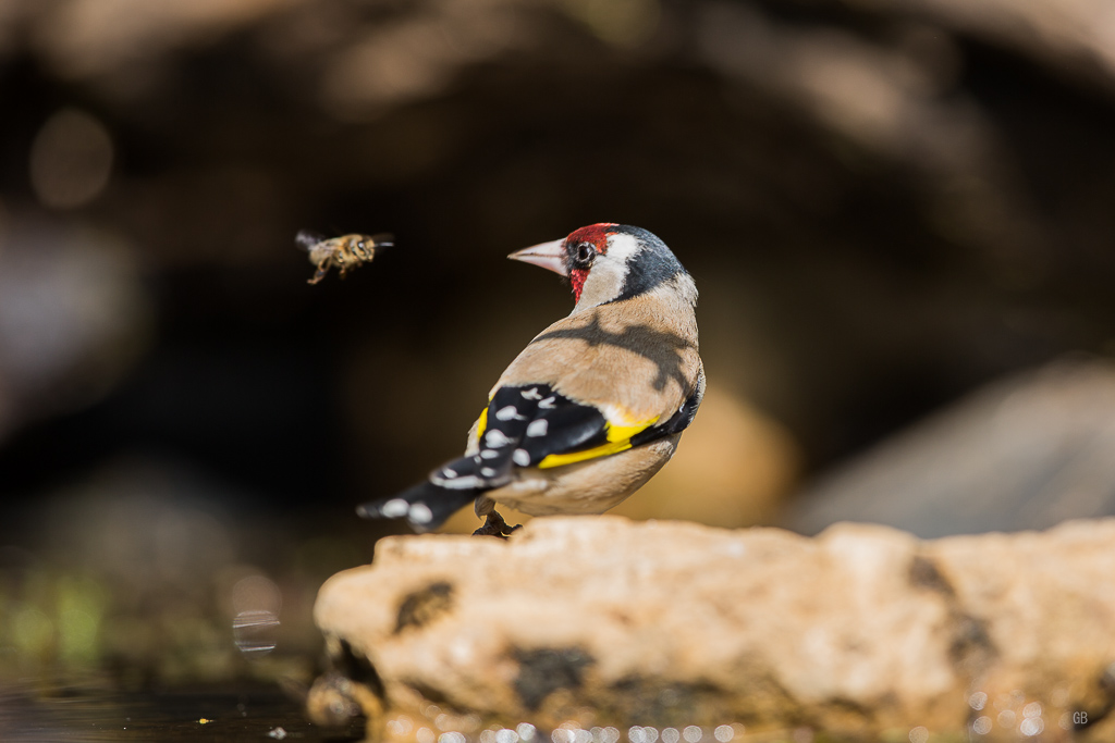 Chardonneret Elégant (Carduelis carduelis) (5).jpg