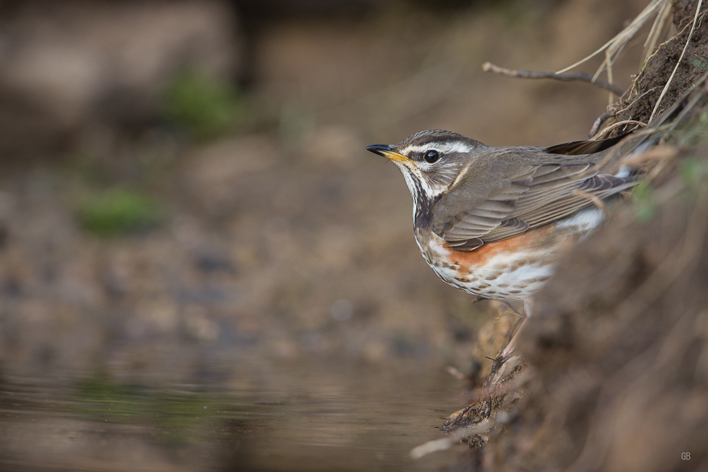 Grive mauvis (Turdus iliacus).jpg