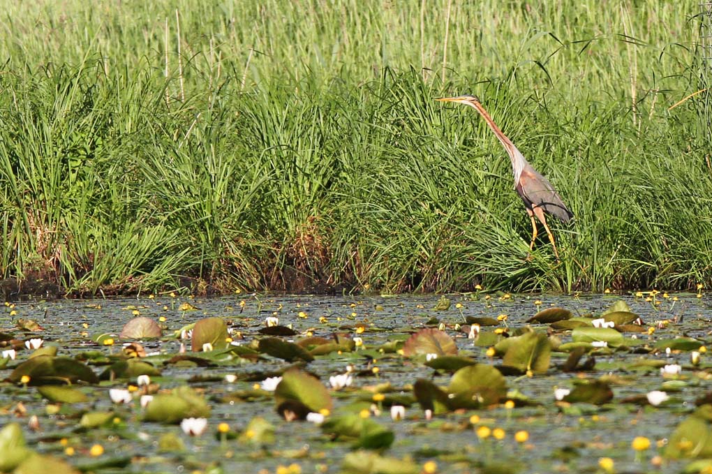2 heron poupre_modifié-1.jpg