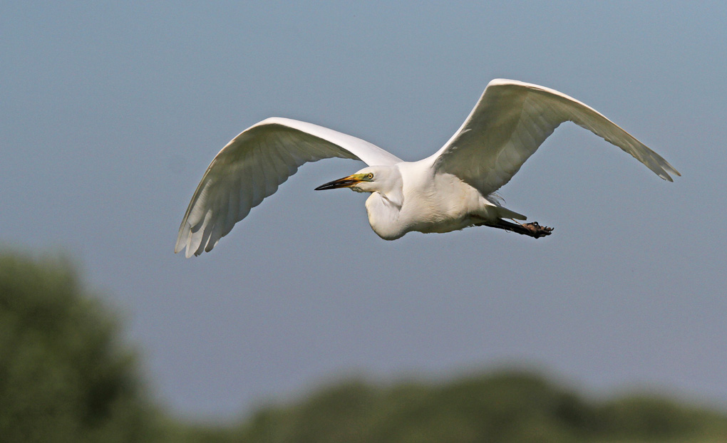 9 grande aigrette en vol_modifié-1.jpg