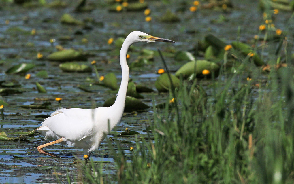 10 grande aigrette 1_modifié-1.jpg