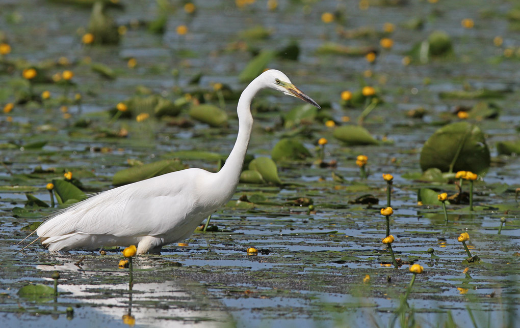 12 grande aigrette 2_modifié-1.jpg