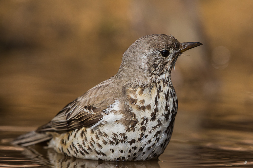 Grive Musicienne (Turdus philomelos) (2).jpg