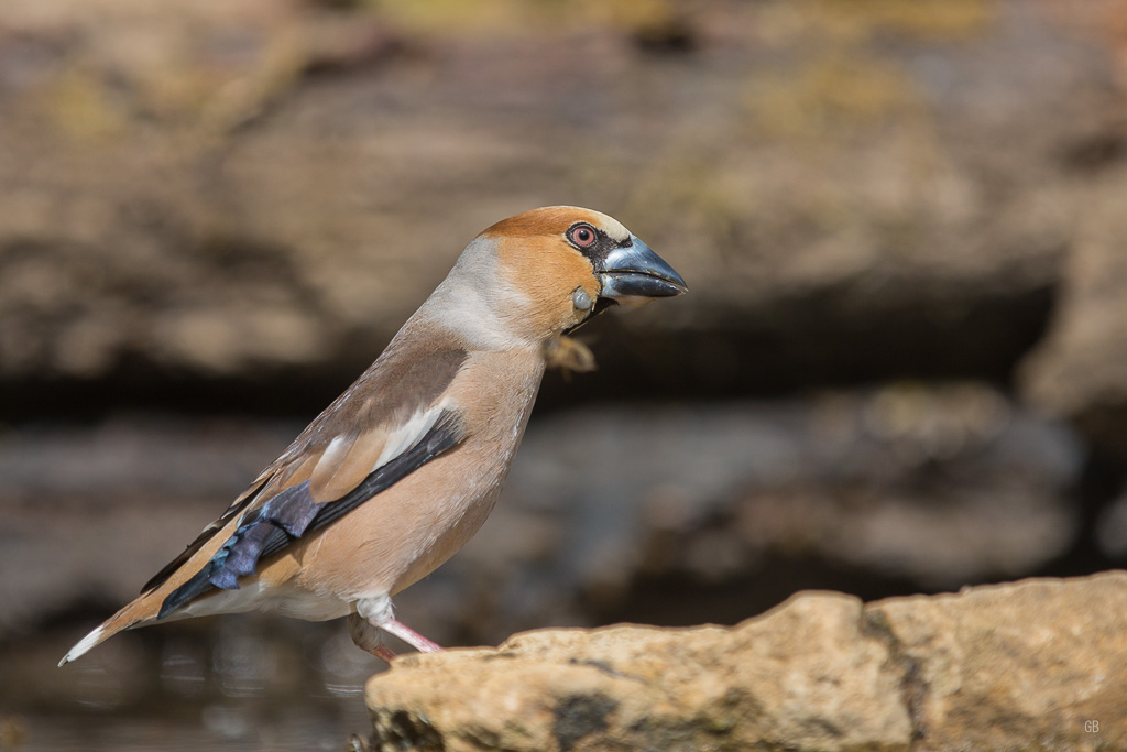Gros Bec Casse Noyaux (Coccothraustes coccothraustes) (1).jpg