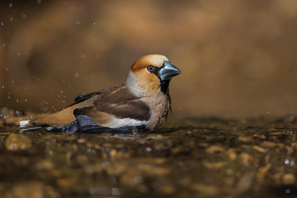 Gros Bec Casse Noyaux (Coccothraustes coccothraustes) (2).jpg