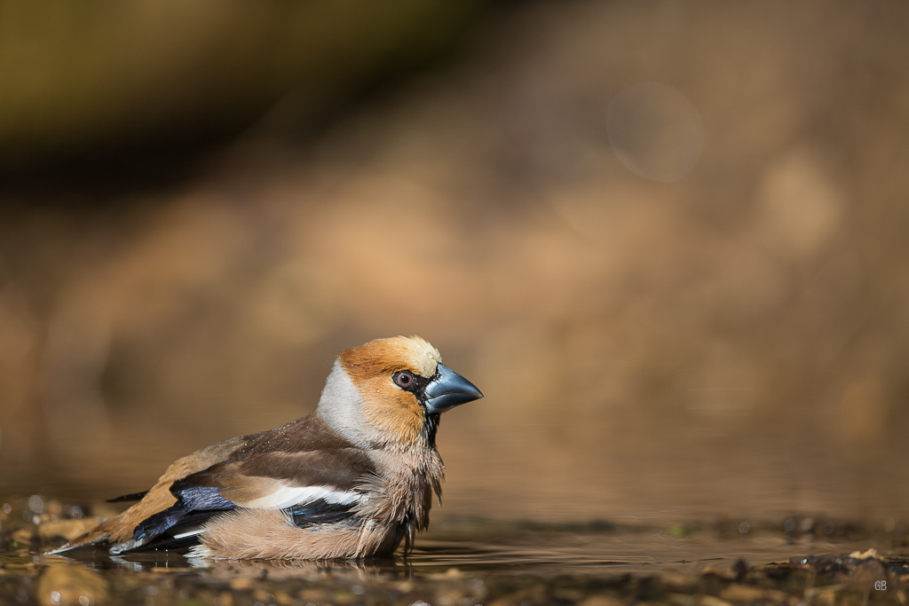 Gros Bec Casse Noyaux (Coccothraustes coccothraustes) (3).jpg