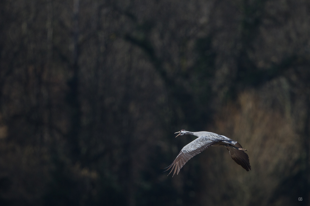Grus cendrée (Grus grus) (1).jpg