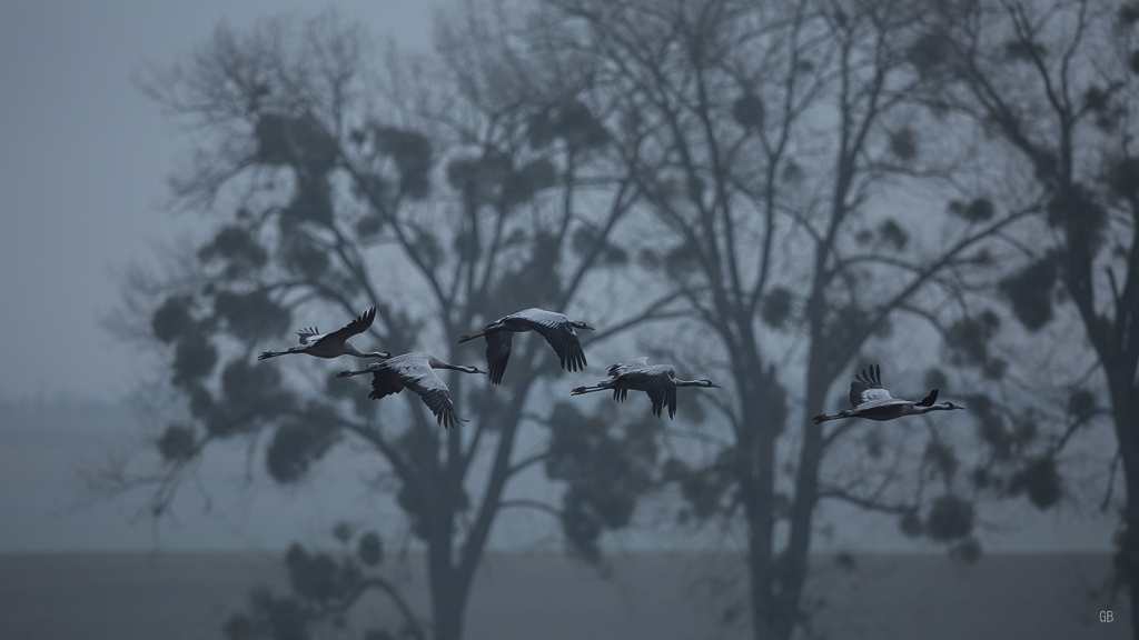 Grus cendrée (Grus grus) (3).jpg