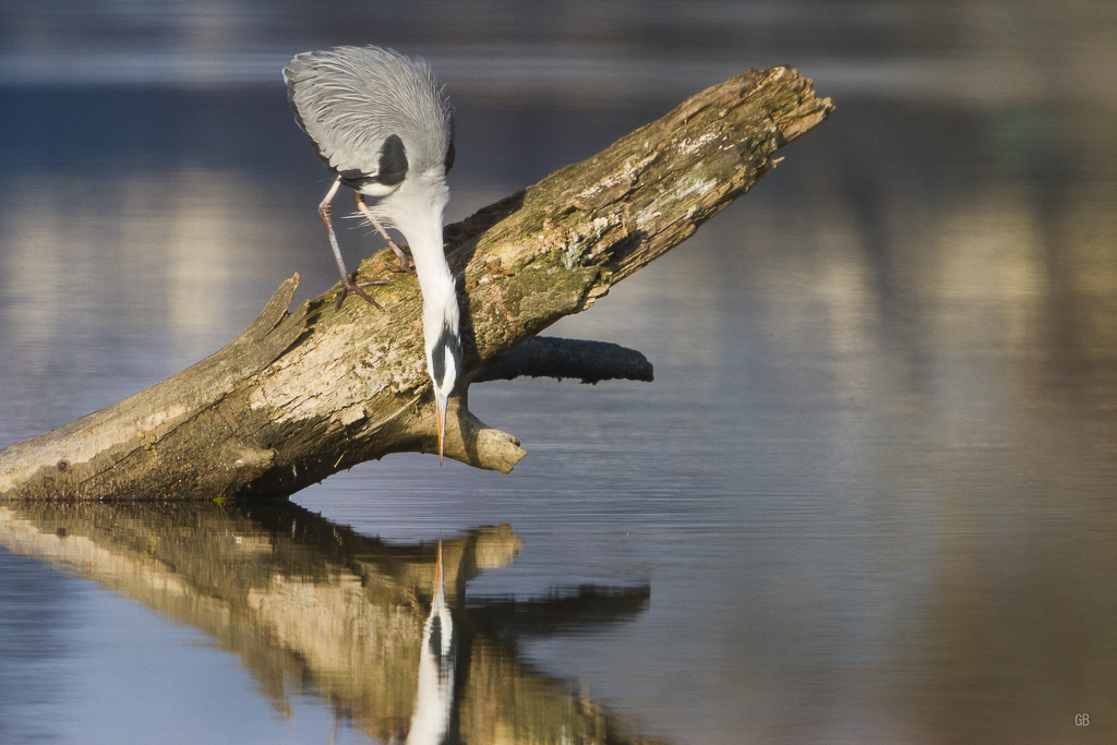 Héron Cendré (Ardea cinerea) (1).jpg