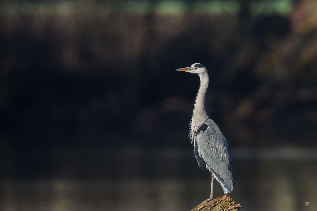 Héron Cendré (Ardea cinerea) (3).jpg