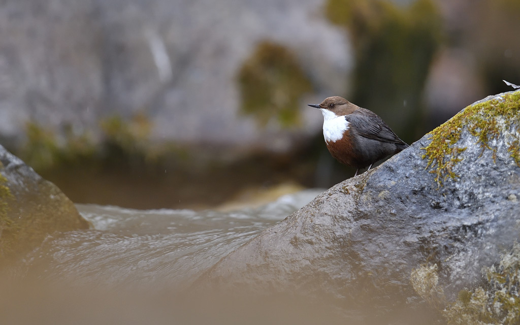 DS5_9760.jpg