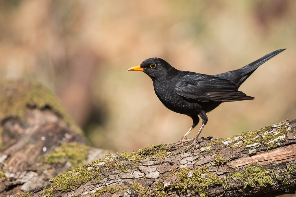 Merle noir (Turdus merula) (3).jpg
