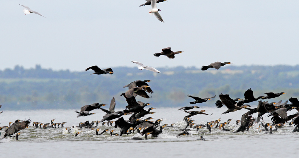 cormoran peche3jpg_modifié-2.jpg