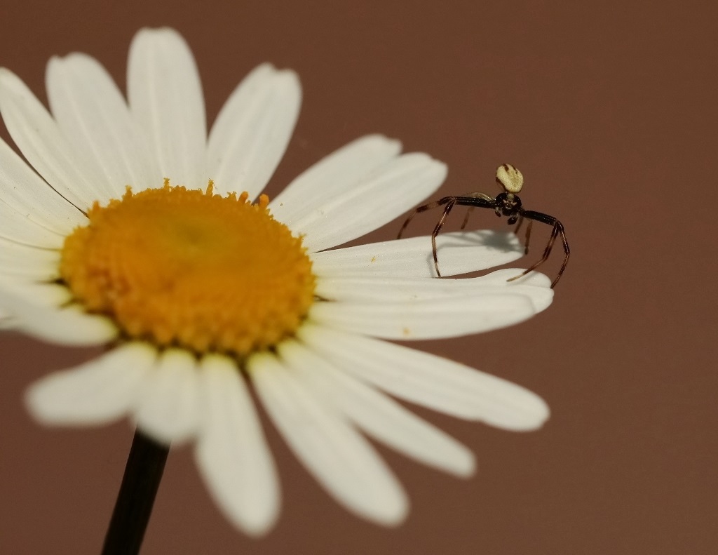 3 IMG_ARACH.JPG