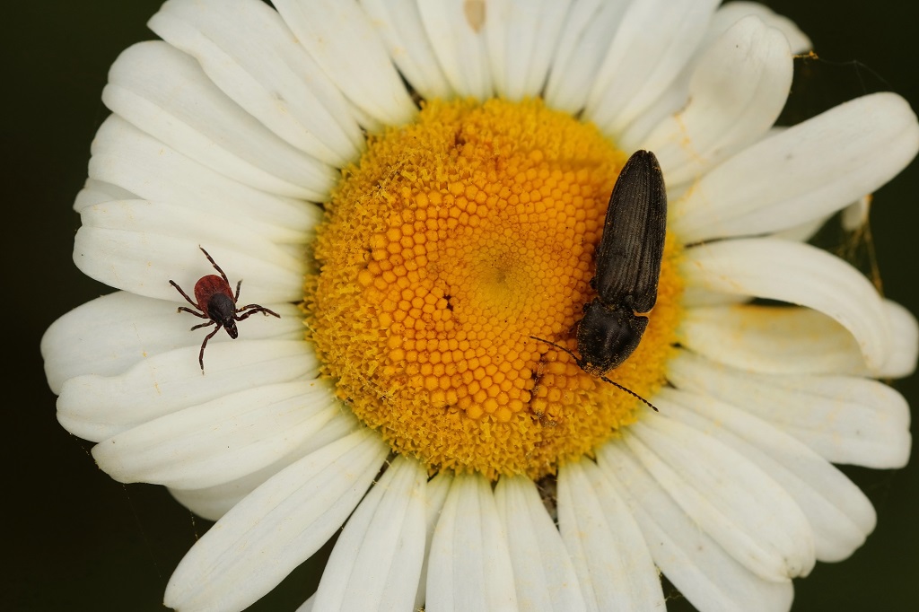 10 IMG_TIQUE.JPG