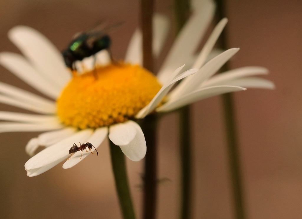 12 IMG_FOURMI.JPG