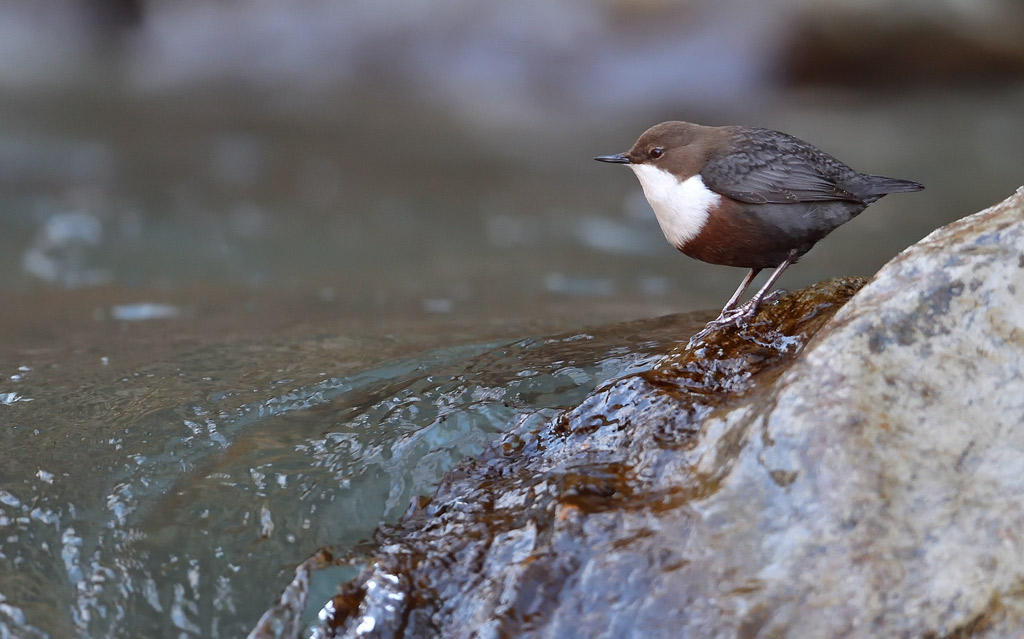 -DS5_7633.jpg