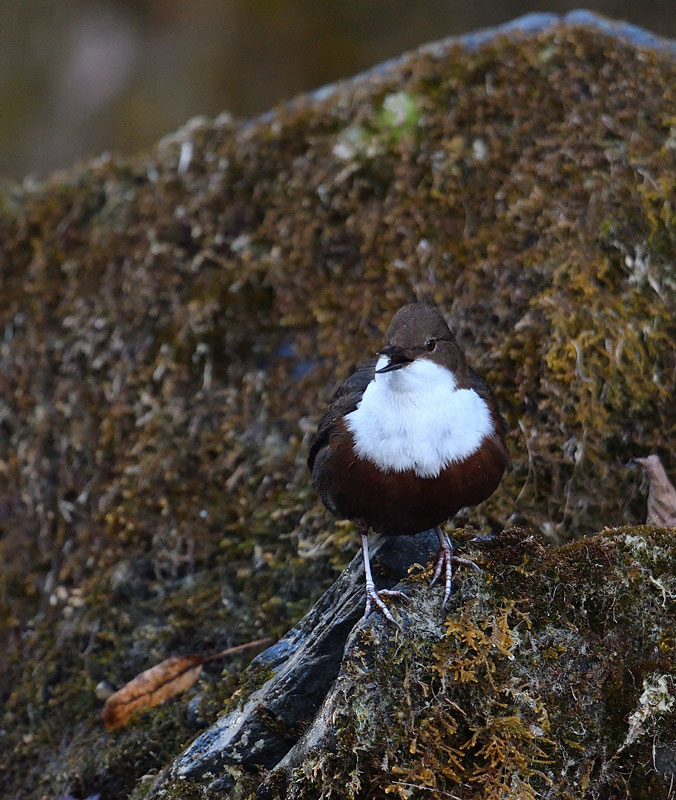DS5_8054.jpg