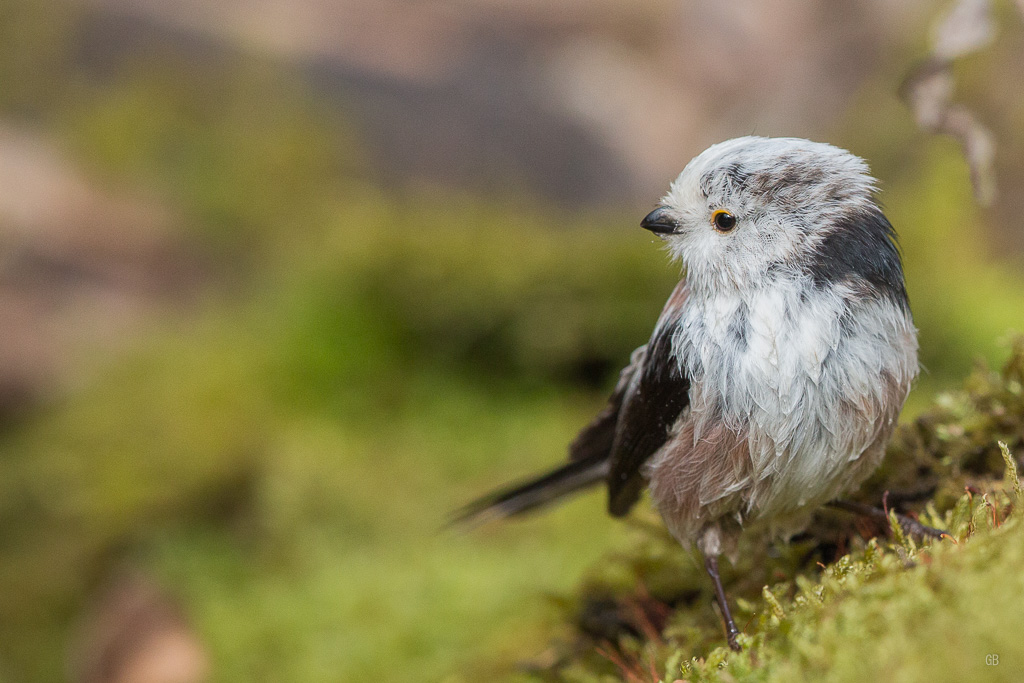 Mésange à Longue Queue (Aegithalos caudatus) (1).jpg