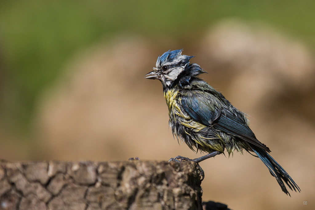 Mésange Bleue (Cyanistes caeruleus) (1).jpg