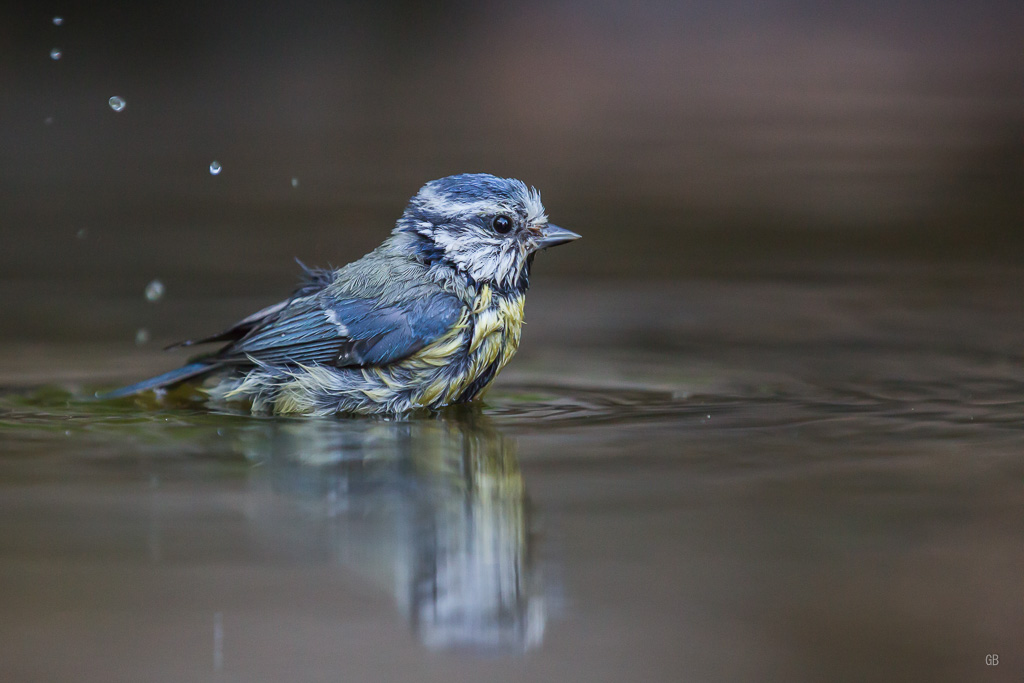 Mésange Bleue (Cyanistes caeruleus) (2).jpg