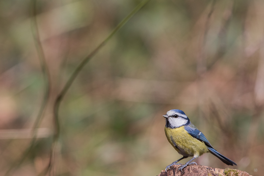 Mésange Bleue (Cyanistes caeruleus) (3).jpg